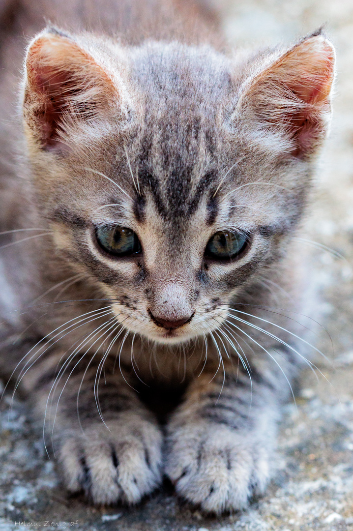 Katzenkind am Wegesrand