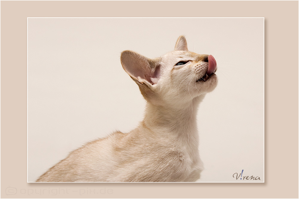 [Katzenkind im Studio] Lecker !