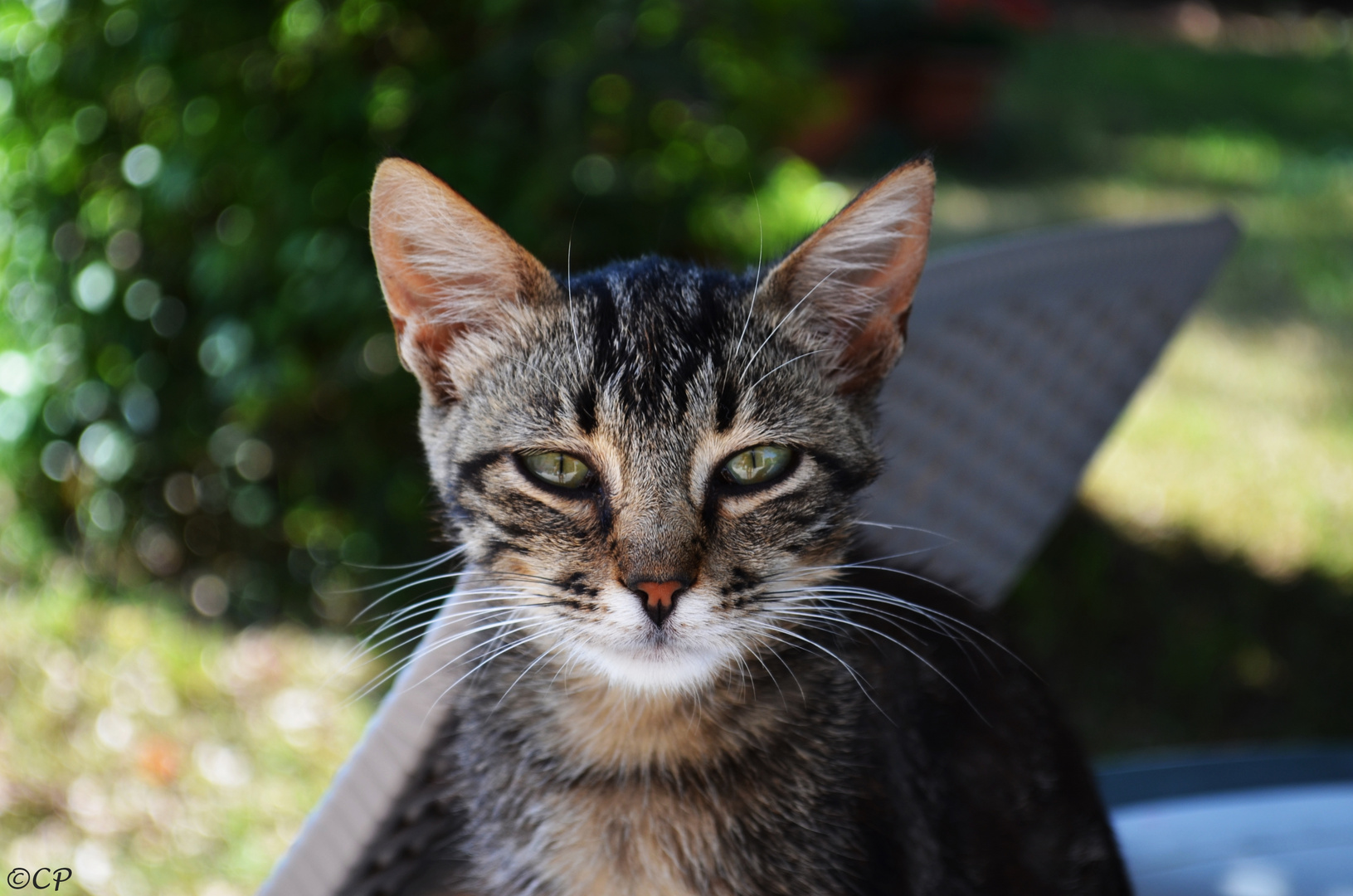 Katzenkind in der Toskana