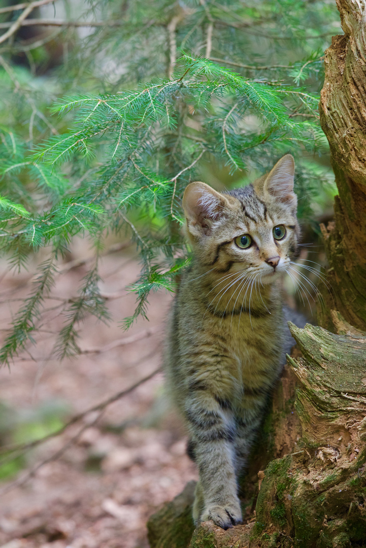 Katzenkinder...