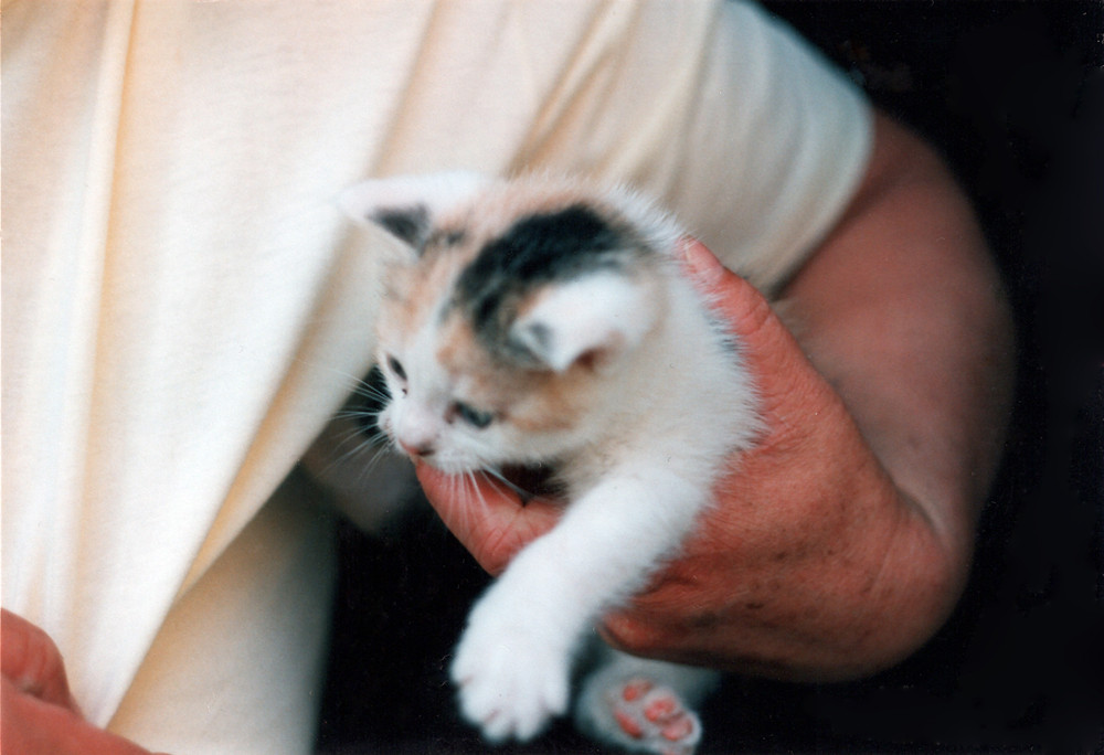 Katzenkinder 1998 #1