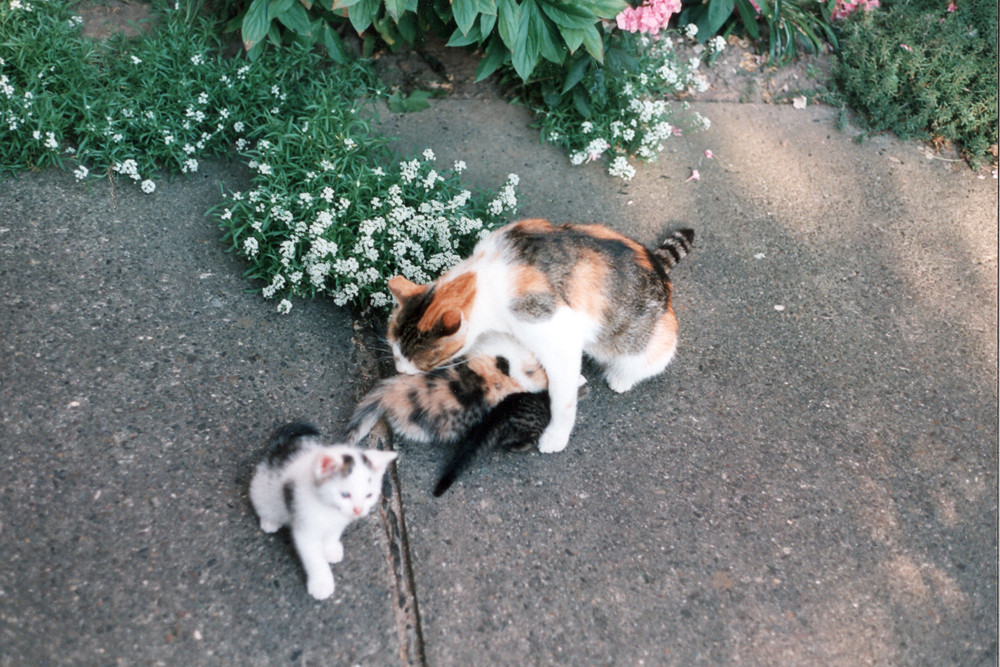 Katzenkinder 1998 #2