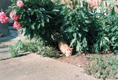 Katzenkinder 1998 #3