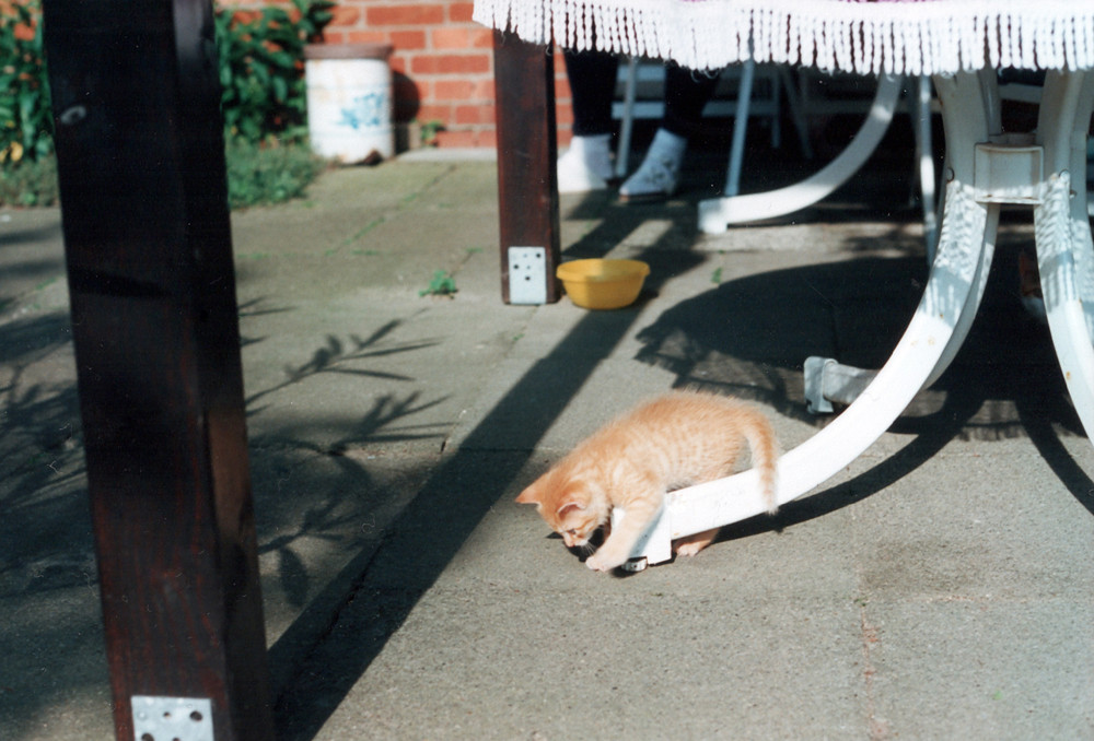 Katzenkinder 1998 #4