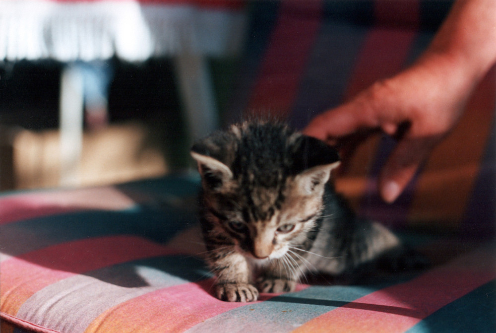 Katzenkinder 1998 #5