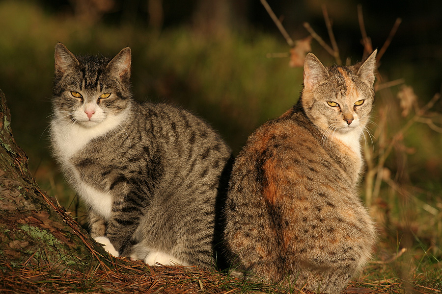 Katzenkinder