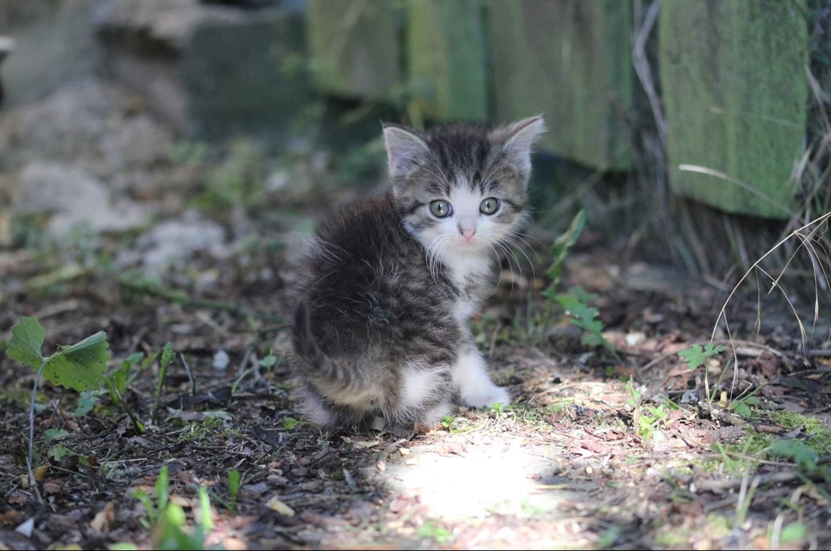 Katzenkinder