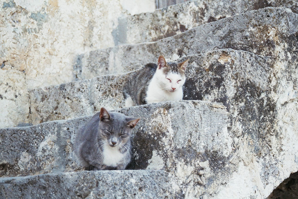 Katzenkinder auf der Treppe