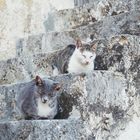 Katzenkinder auf der Treppe