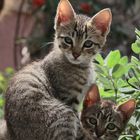 Katzenkinder auf Malta