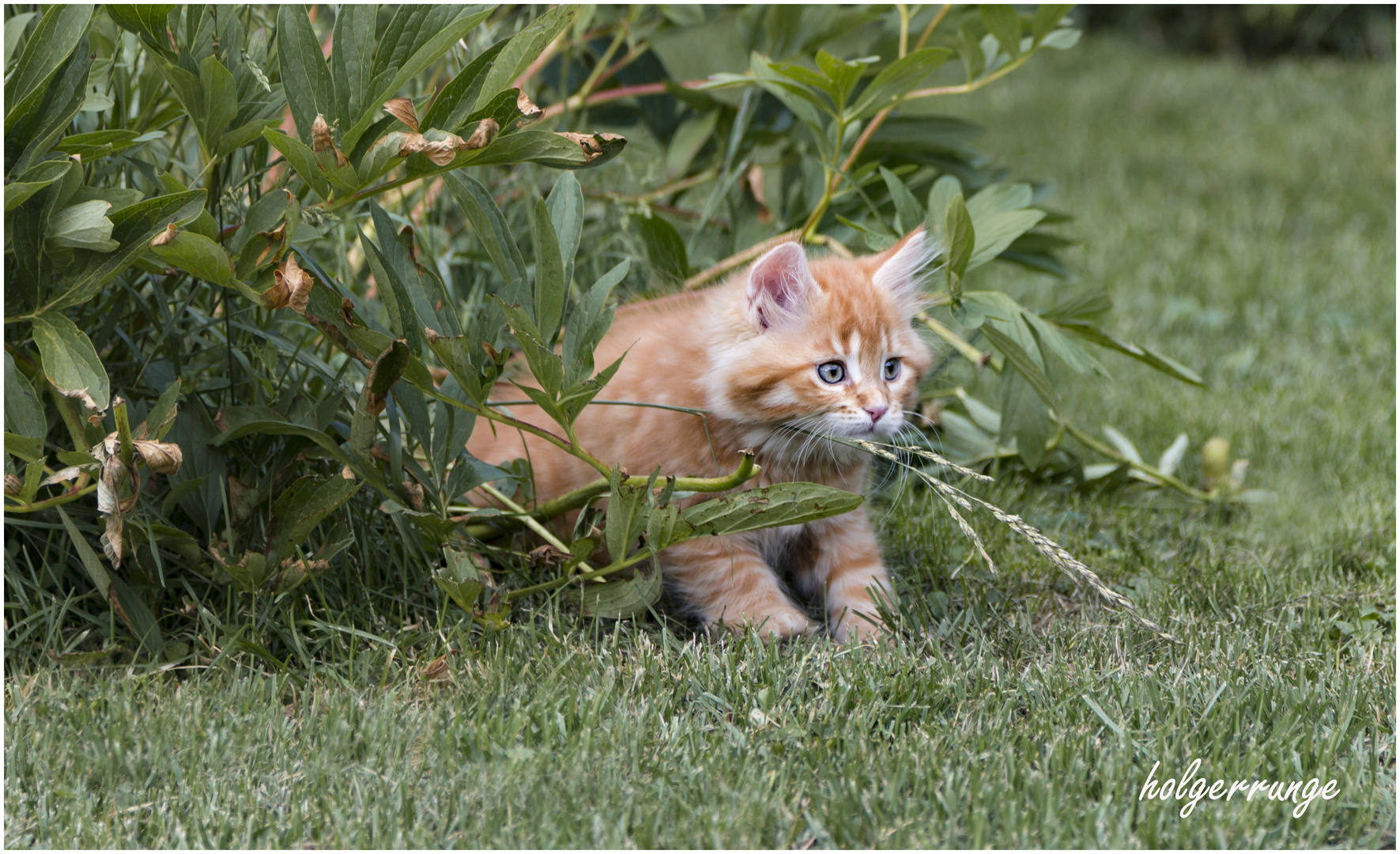 Katzenkinder im Garten