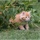 Katzenkinder im Garten