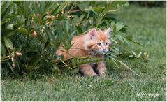 Katzenkinder im Garten