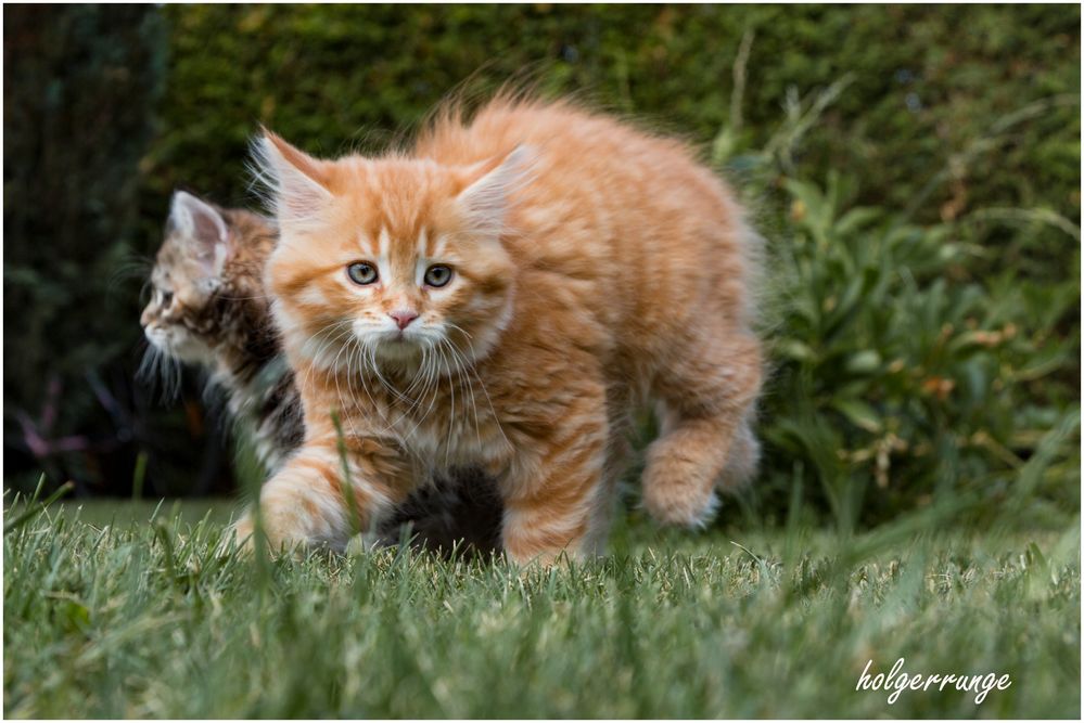 Katzenkinder im Garten