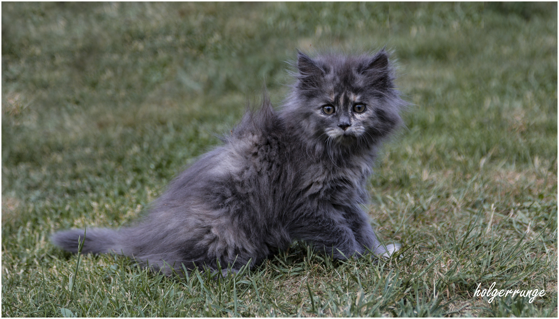 Katzenkinder im Garten