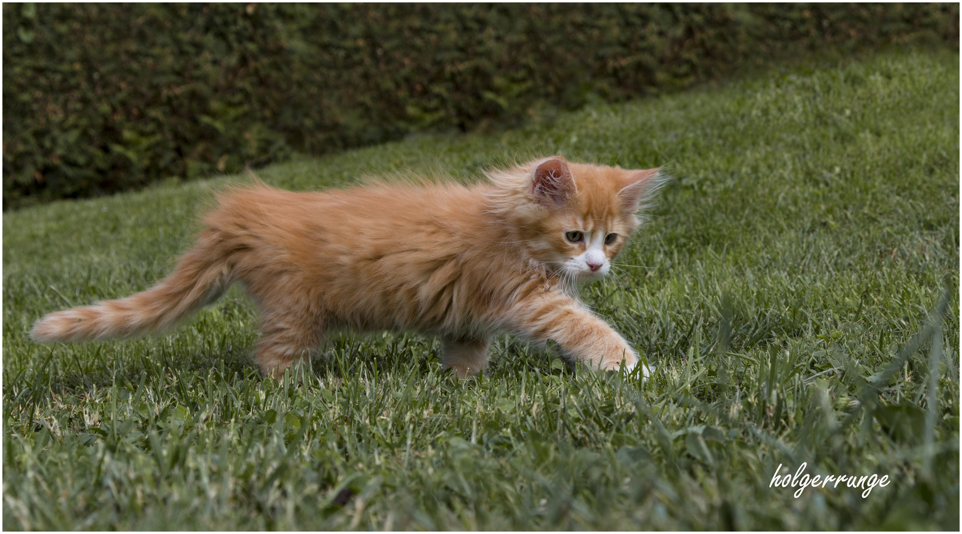 Katzenkinder im Garten