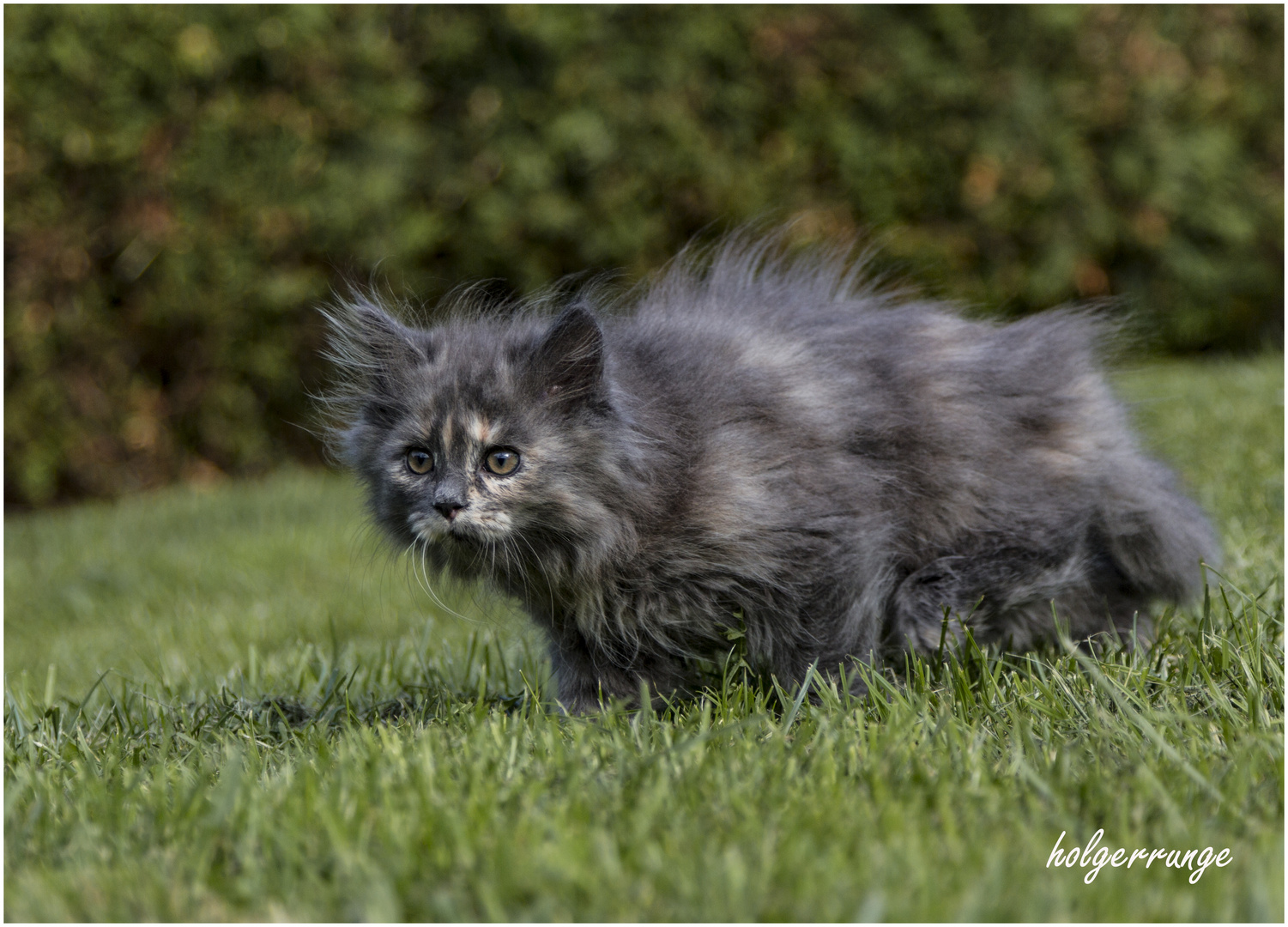 Katzenkinder im Garten