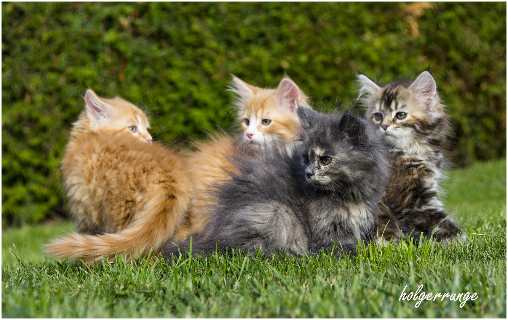 Katzenkinder im Garten