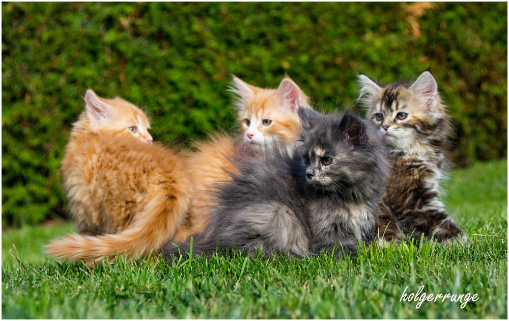 Katzenkinder im Garten