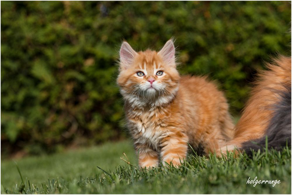 Katzenkinder im Garten