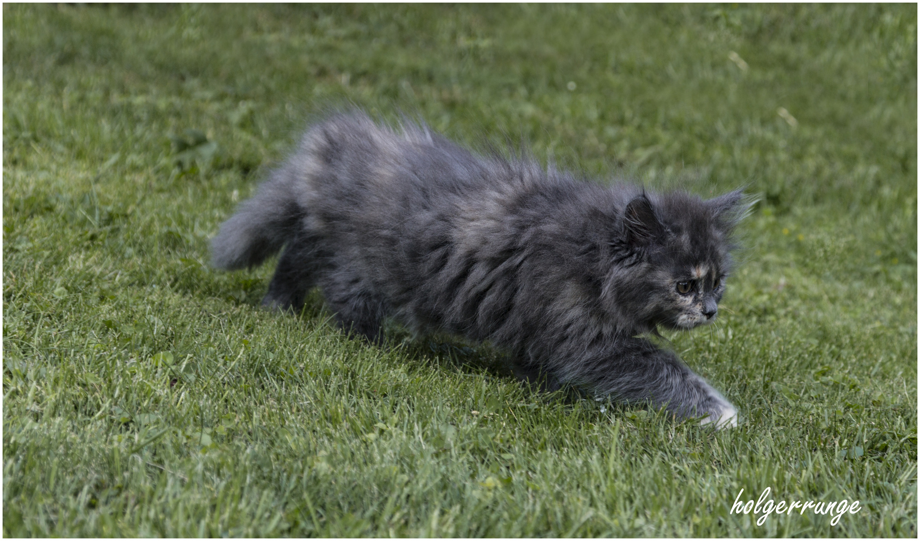 Katzenkinder im Garten