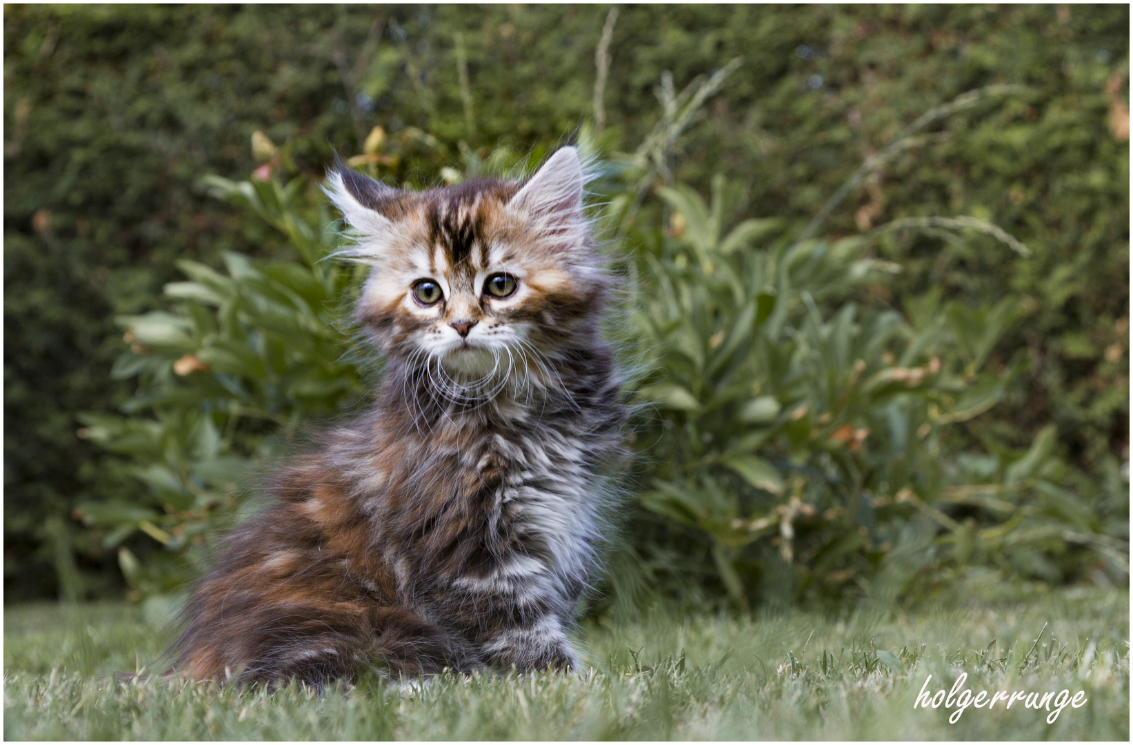 Katzenkinder im Garten