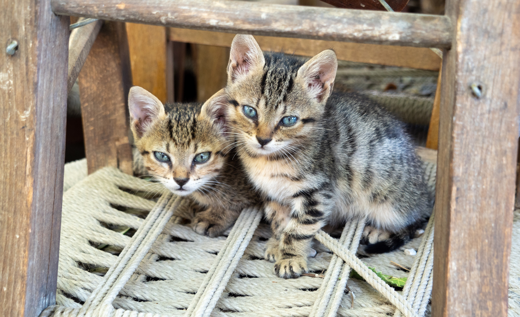 Katzenkinder Kreta 2