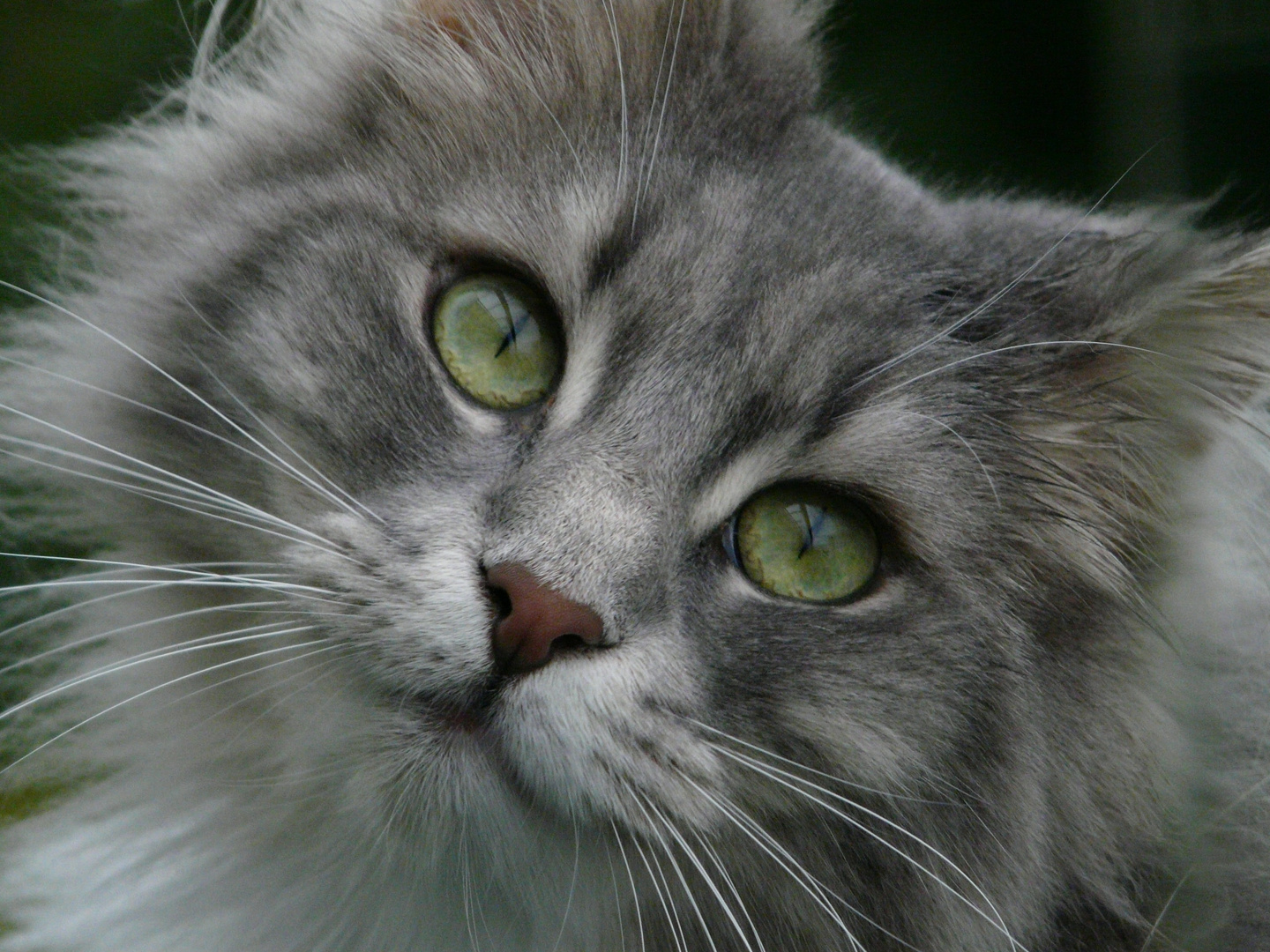 Katzenkino auf dem Balkon mit Diva