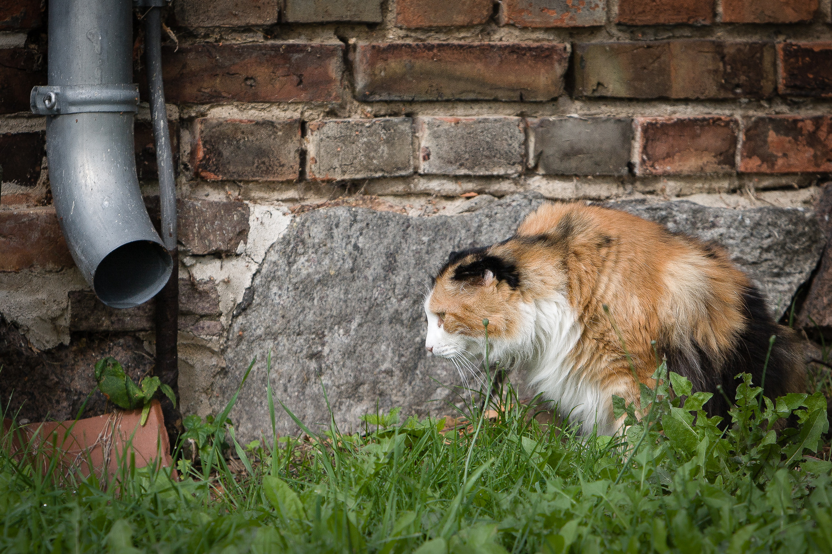 Katzenklo mit Spülung