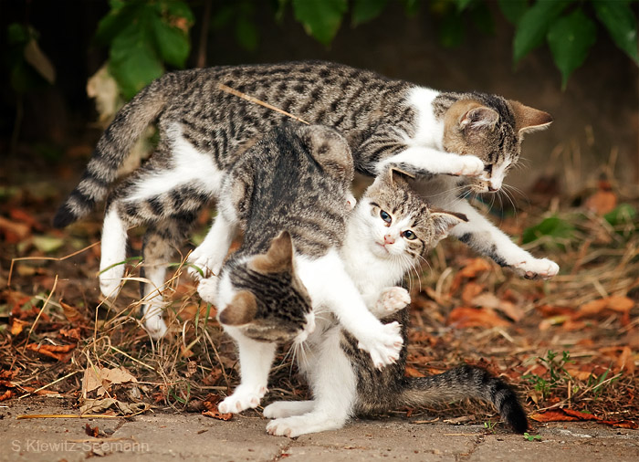 Katzenknoten