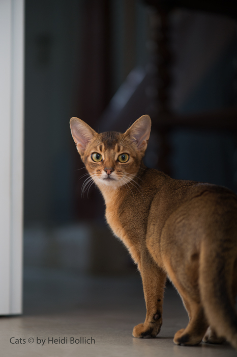 Katzenkontrollblick