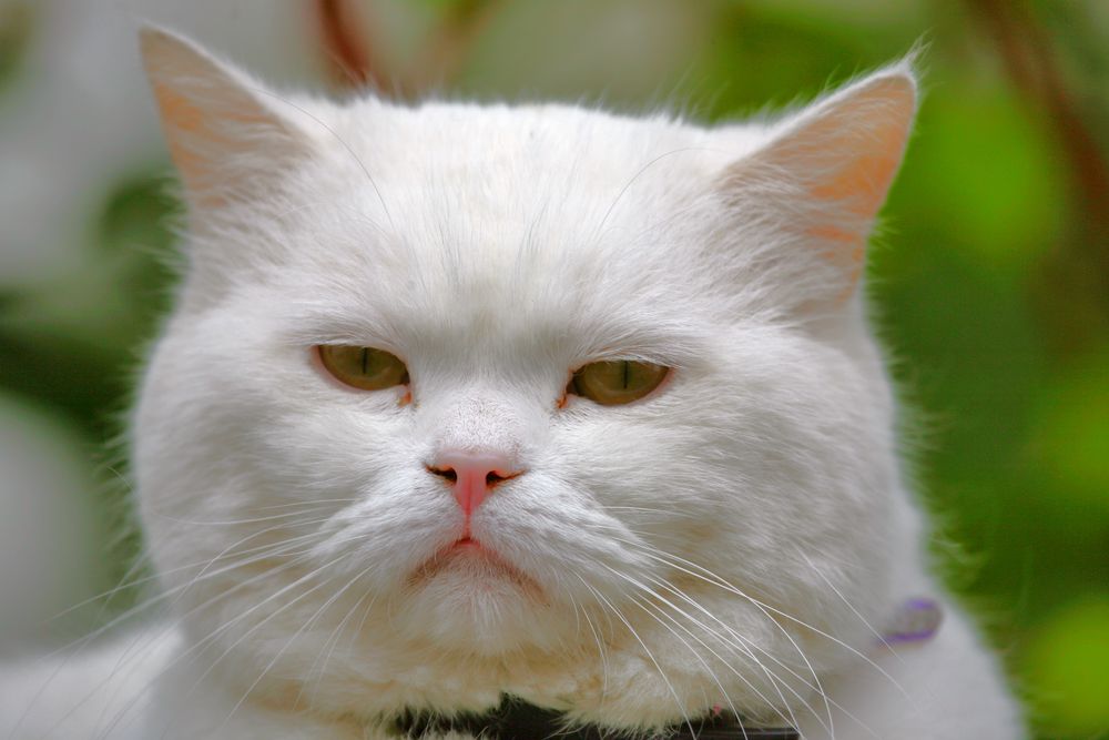 Katzenkopf Foto & Bild tiere, haustiere, katzen Bilder auf