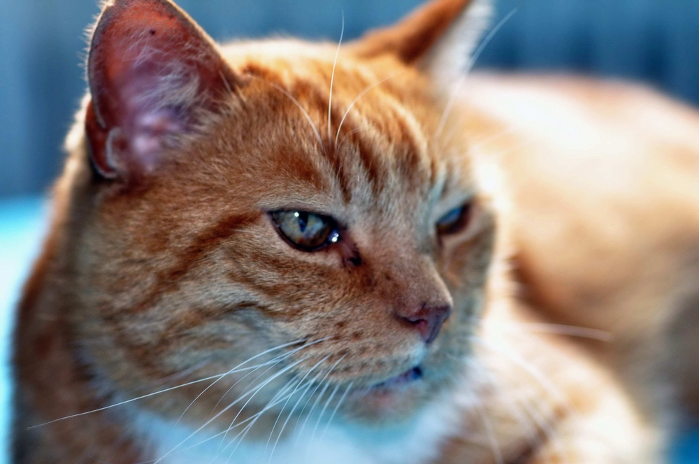 Katzenkopf Foto & Bild | tiere, haustiere, katzen Bilder auf fotocommunity