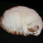 Katzenkugel-Kugelkatze