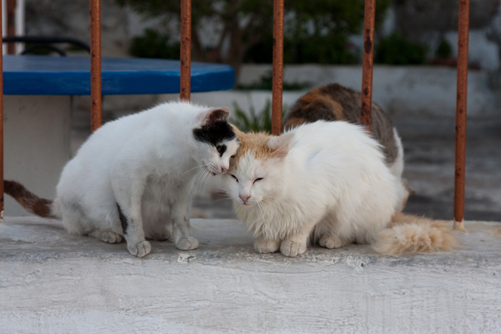 Katzenleben auf Santorin