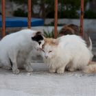 Katzenleben auf Santorin