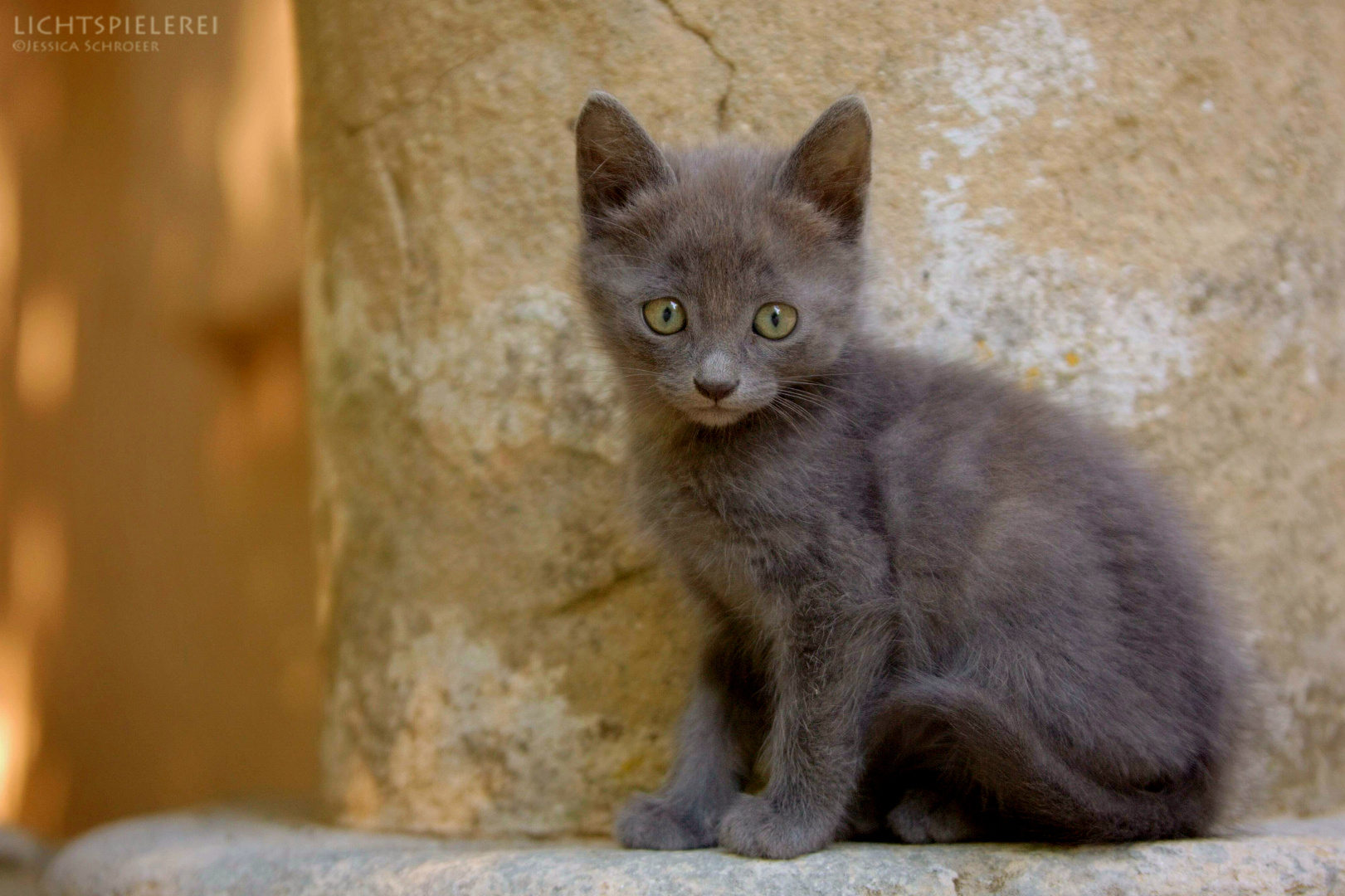 Katzenleben in der Provence