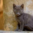 Katzenleben in der Provence
