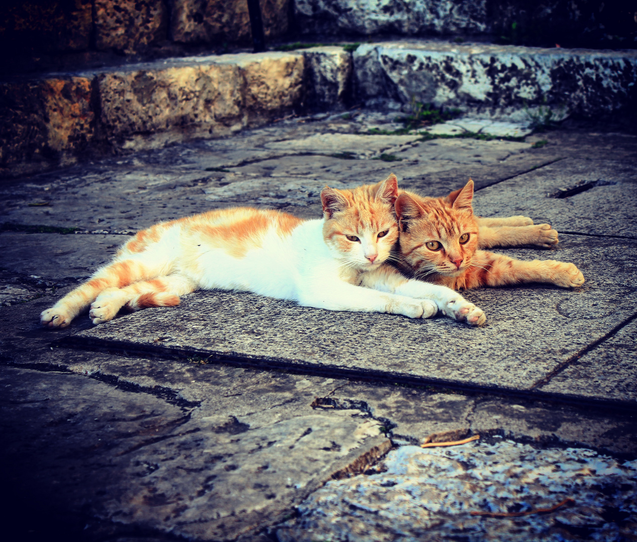 Katzenleben in Dubrovnik