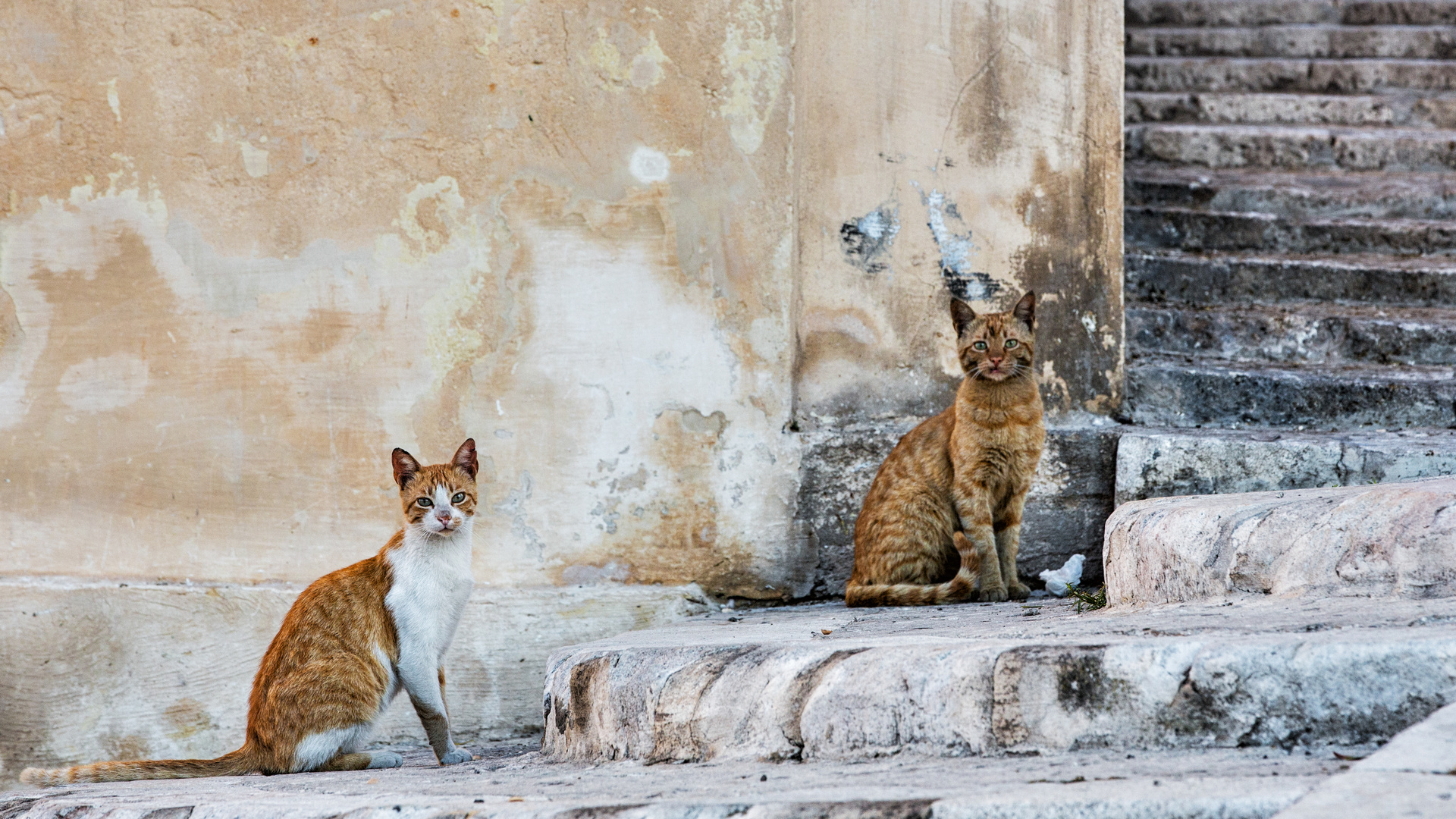 Katzenleben in Malta