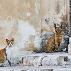 Katzenleben in Malta