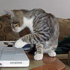 Katzenleichte Computerbedienung
