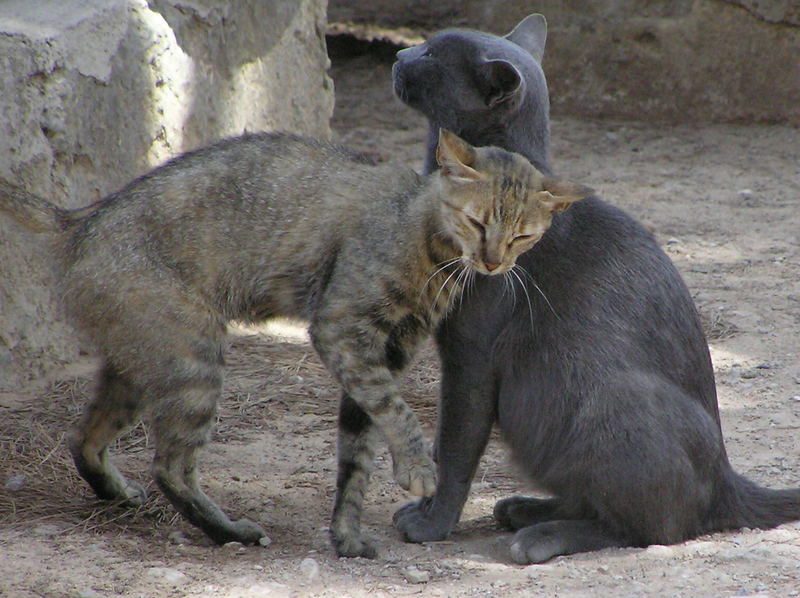 Katzenliebe