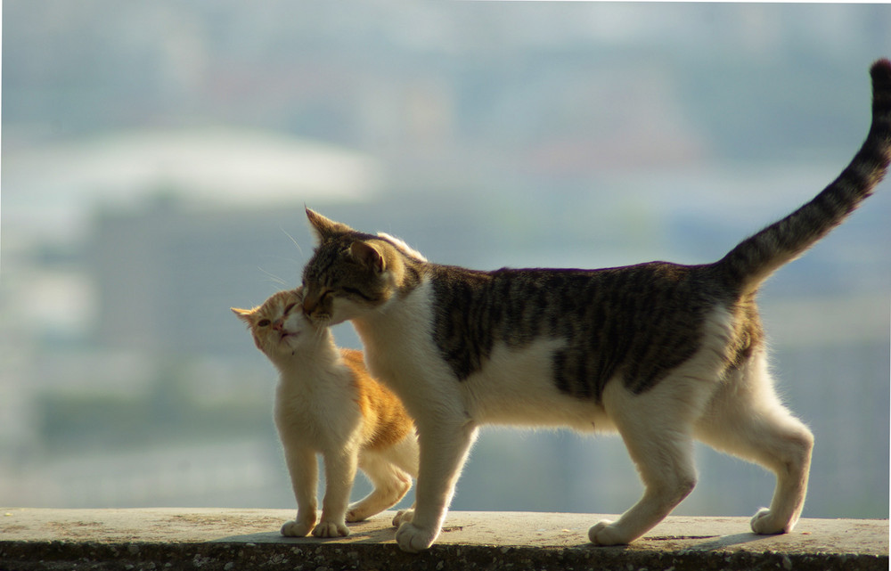 Katzenliebe