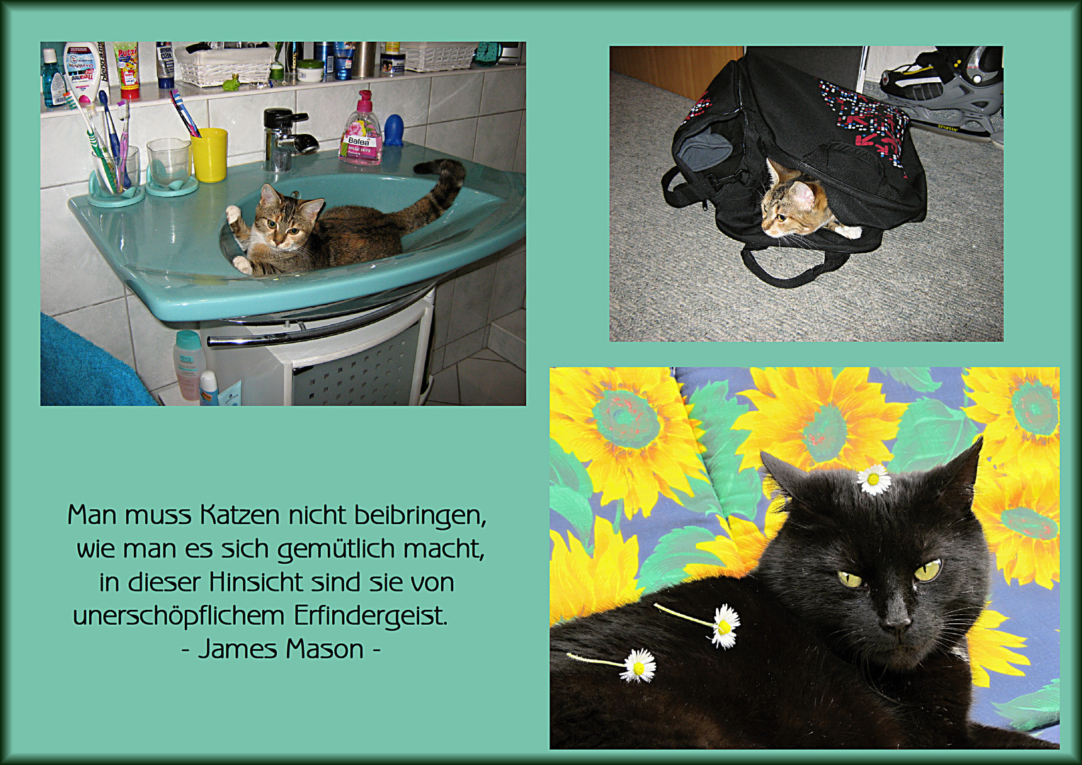 Katzenliebe