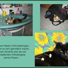 Katzenliebe