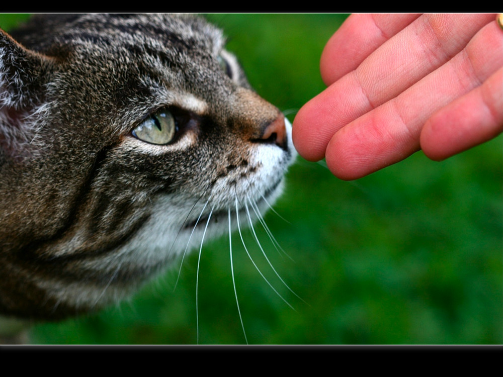 | Katzenliebe |