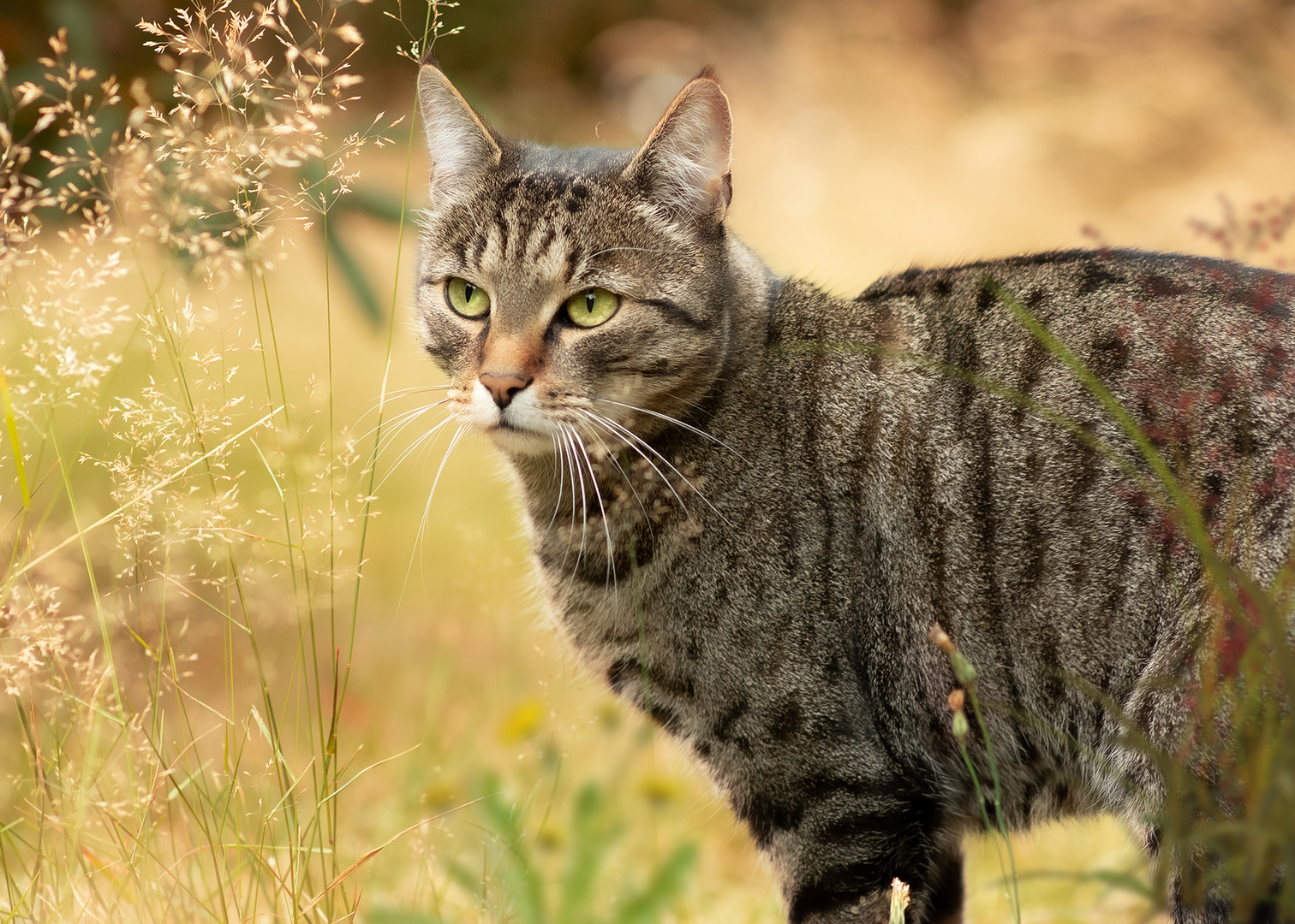 Katzenliebe