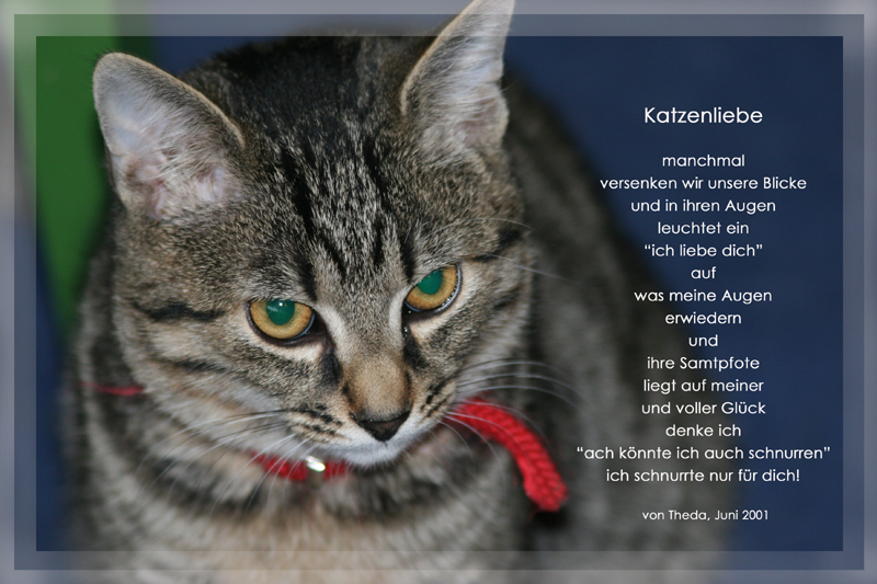 Katzenliebe