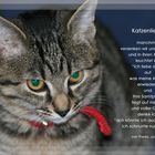 Katzenliebe